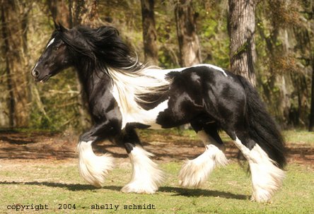 Latcho Drom, imported Gypsy Vanner Horse stallion